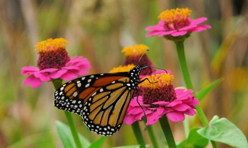 Butterfly On A Flower – Monday’s Pretty Daily Jigsaw Puzzle