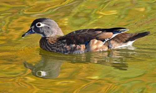 Wednesday’s Free Daily Jigsaw Puzzle – Female Wood Duck