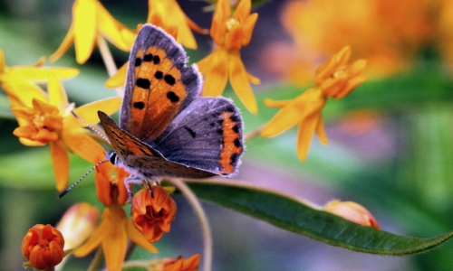 Purple and Orange Butterfly – Thursday’s Nature Daily Jigsaw Puzzle