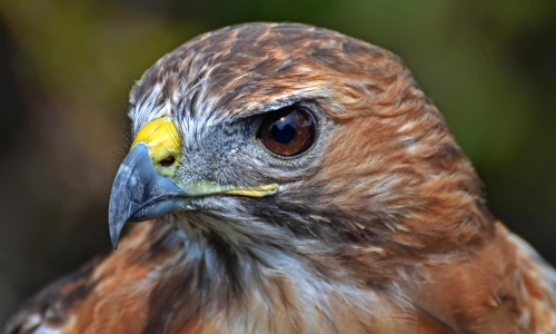 Red Tailed Hawk – Tuesday’s Flying Daily Jigsaw Puzzle