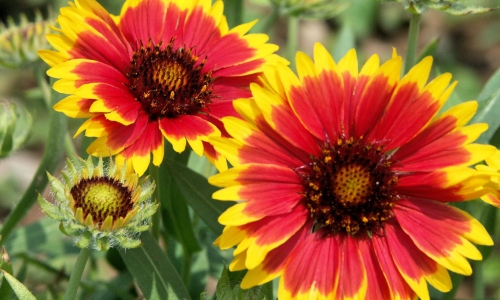 Pick Some Flowers – Saturday’s Free Daily Jigsaw Puzzle