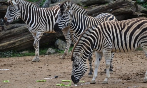 Zebras or Zebri? – Sunday’s Free Daily Jigsaw Puzzle