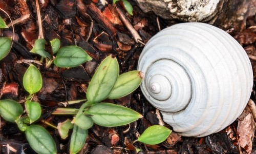 Garden Shell Game – Thursday’s Daily Jigsaw Puzzle