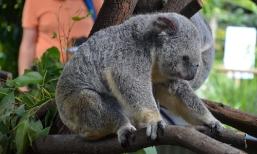 Koala Bear – Thursday’s Land Down Under Daily Jigsaw Puzzle