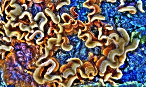 Coral or Not Coral: Friday’s What Is It? Daily Jigsaw Puzzle