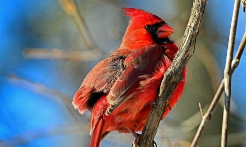 Cardinal In Winter – Sunday’s Cold Daily Jigsaw Puzzle