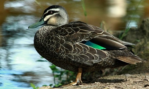Duck! Friday’s Low Flying Daily Jigsaw Puzzle