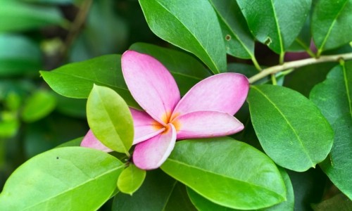 Pink Flower – Saturday’s Organic Daily Jigsaw Puzzle