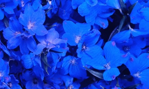 Thursday’s Not Sad Daily Jigsaw Puzzles – Blue Flowers