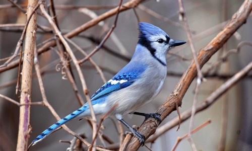 Blue Bird Of Happiness – Saturday’s Daily Jigsaw Puzzle