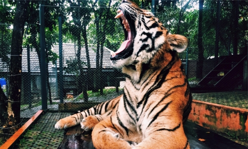 Sleepy Tiger – Wednesday’s Yawning Daily Jigsaw Puzzle
