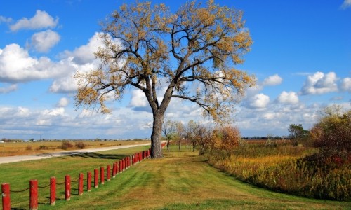 The Tree: Friday’s Poetic Daily Jigsaw Puzzle