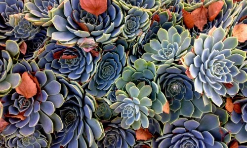 Plants – Wednesday’s Slightly Tough Jigsaw puzzle