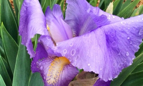 Purple Flower, No Rain – Wednesday’s Daily Jigsaw Puzzle