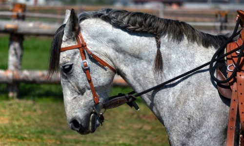 Gray Horse – Monday’s Back To The Races Daily Jigsaw Puzzle