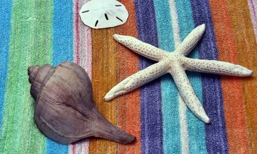 Starfish And Seashell – Thursday’s Beach Time Jigsaw Puzzle