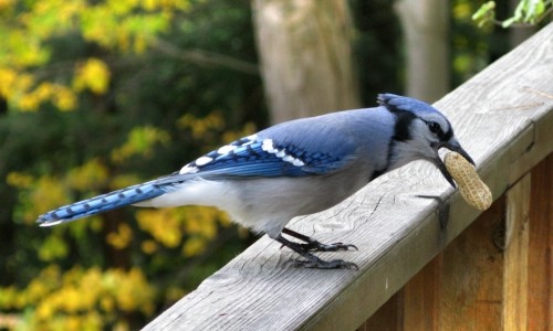 Blue Jay With A Peanut – Get Your Peanuts Right Here!