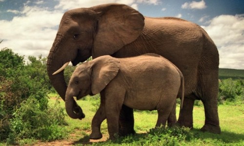 Elephant In The Room – Friday’s Daily Jigsaw Puzzle