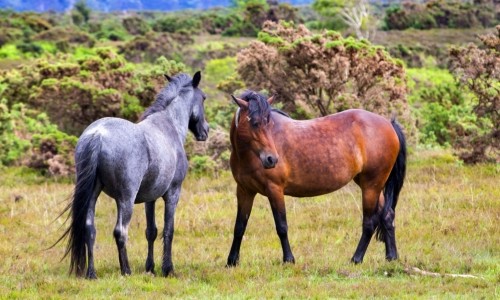 Beautiful Horses – Thursday’s Equestrian Daily Jigsaw Puzzle