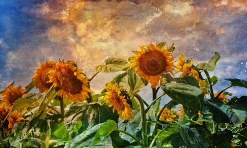 Sunflowers – Tuesday’s Favorite Subject Daily Jigsaw Puzzle