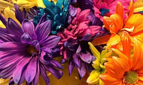 Colorful Flowers – Friday’s Free Jigsaw Puzzle
