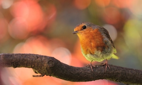 Little Bird – Saturday’s Free Daily Jigsaw Puzzle