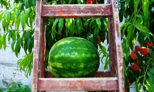 Watermelon – Thursday’s Summertime Treat Jigsaw Puzzle