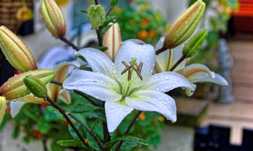 Lily – Wednesday’s Free Daily Jigsaw Puzzle