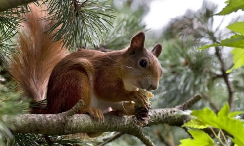 Squirrely Squirrel – Sunday’s Outdoors Daily Jigsaw Puzzle