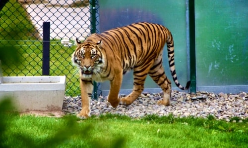 Tiger Two – Thursday’s Daily Jigsaw Puzzle