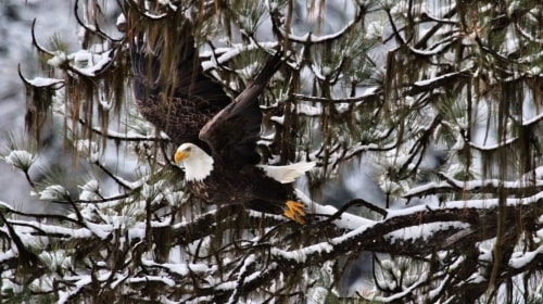 Bald Eagle – Friday’s Majestic Daily Jigsaw Puzzle