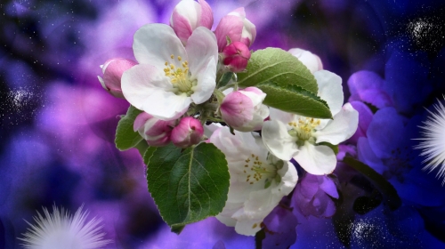 Apple Tree Blossom – Friday’s Free Daily Jigsaw Puzzle
