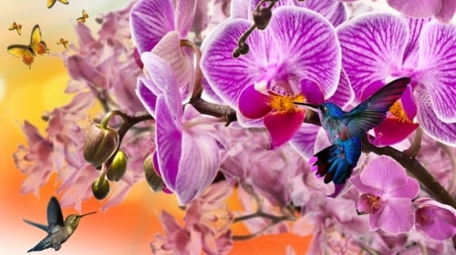 Tuesday’s Free Daily Jigsaw Puzzle – Orchids