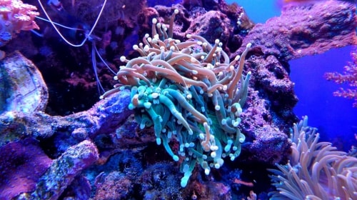 Colorful Coral – Sunday’s Tranquil Daily Jigsaw Puzzle