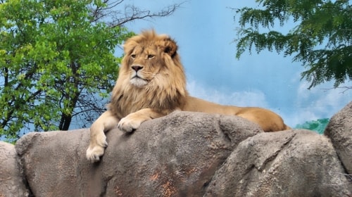 Lion King – Thursday’s Not A Turkey Daily Jigsaw Puzzle