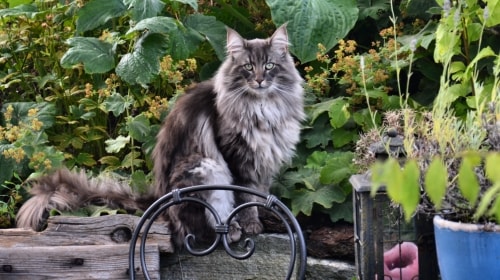 Norwegian Forest Cat – Monday’s Daily Jigsaw Puzzle