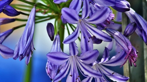 Pretty Purple Flowers – Saturday’s Daily Jigsaw Puzzle