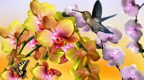 Wednesday’s Colorful Free Daily Jigsaw Puzzle: Yellow Orchids