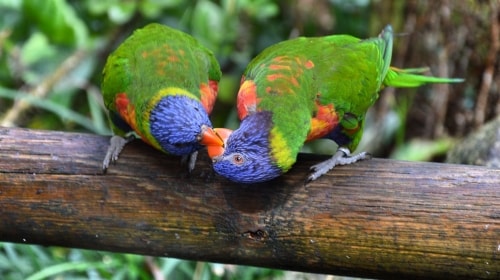 Kissing Birds – Monday’s Romantic Free Daily Jigsaw Puzzle