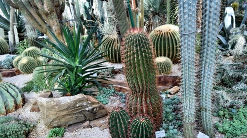 Cactus Garden – Tuesday’s Pointed Daily Jigsaw Puzzles