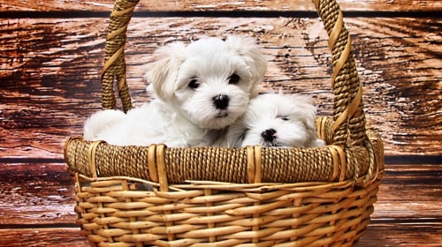 Puppies – Tuesday’s Cute Out Of Sync Daily Jigsaw Puzzle