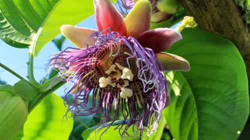 Big Passion Fruit Flower – Thursday’s Daily Jigsaw Puzzle