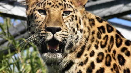 Leopard Spots – Wednesday’s Free Daily Jigsaw Puzzle