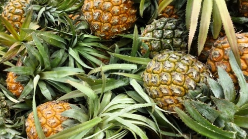 Pineapple – Wednesday’s Yummy Daily Jigsaw Puzzle