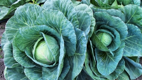 Cabbage – Thursday’s Digitally Signed Daily Jigsaw Puzzle