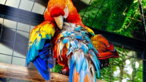 Colorful Bird – Friday’s Free Daily Jigsaw Puzzle