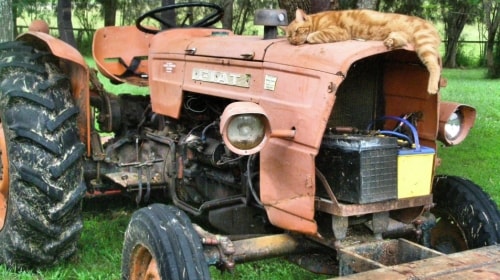 Lazy Cat On An Old Tractor