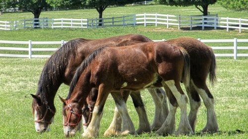 Clydesdales – Monday’s Big Horse Daily Jigsaw Puzzle