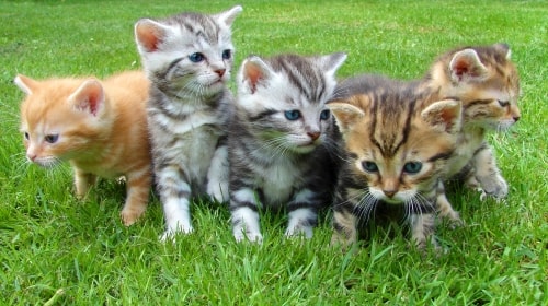 Kittens – Monday’s Free Daily Jigsaw Puzzle