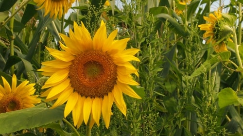 Sunflowers – Friday’s Free Daily Jigsaw Puzzle